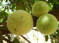 African breadfruit